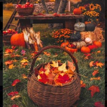 أنوار عبد الغني